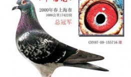 鸽子般的尤迪特故事视频爆料,传奇女性的传奇故事