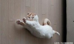 热点爆料猫猫视频,网友直呼“治愈系”